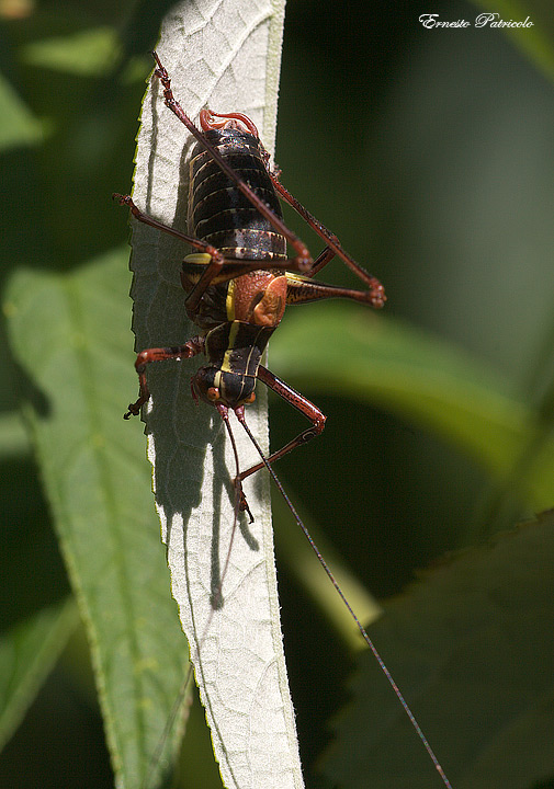 Barbitistes alpinus (Phaneropteridae)